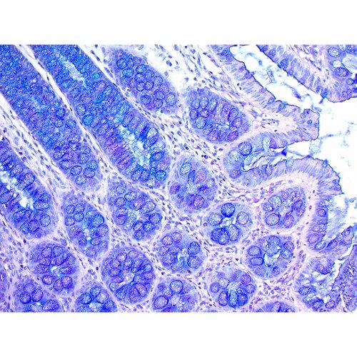 Alcian Blue PAS Stain Kit SS1002-VO