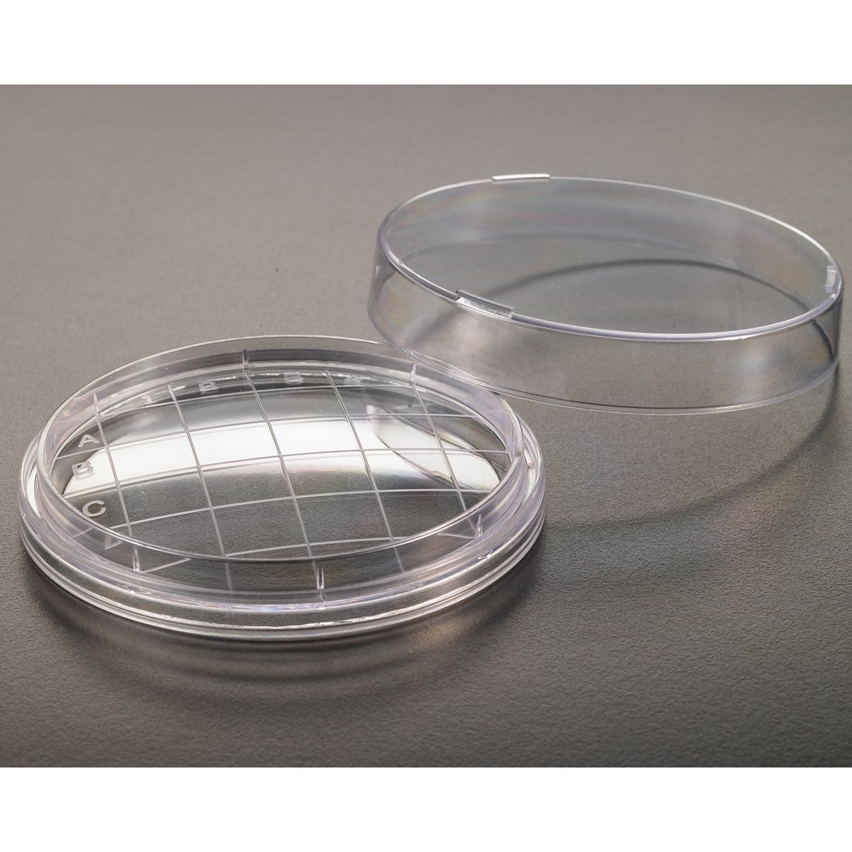 gridded petri dish gridded petri dish
