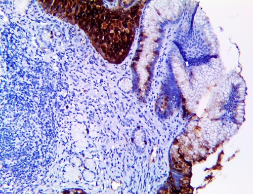 IHC of TFF3 Antibody on a FFPE Stomach Tissue
