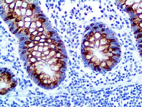 IHC of MUC2 on an FFPE Colon Tissue