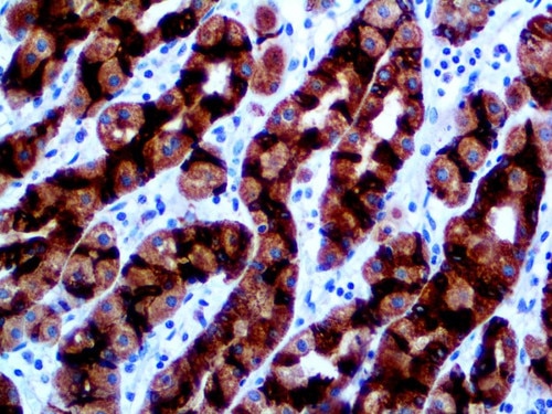 IHC of MUC6 on an FFPE StomachTissue